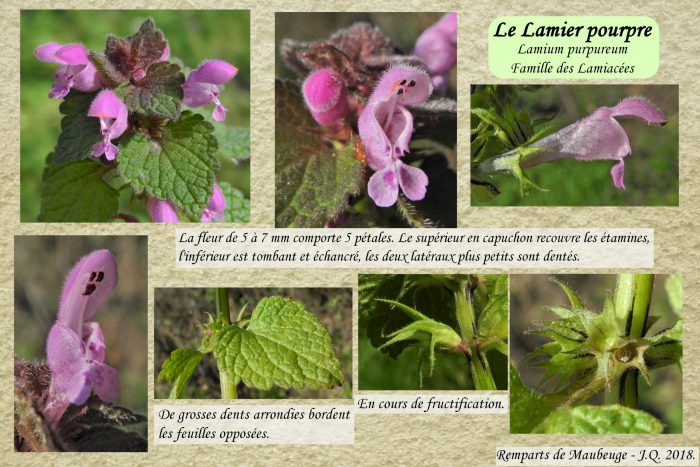 Lamier-pourpre_2-scaled