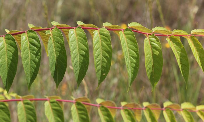 Ailanthus altissima (Mill.) Swingle par John De Vos