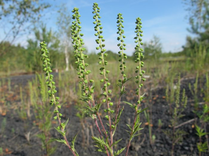 Ambrosia artemisiifolia L. par Hugues Tinguy CC BY-SA 2.0 Tela Botanica