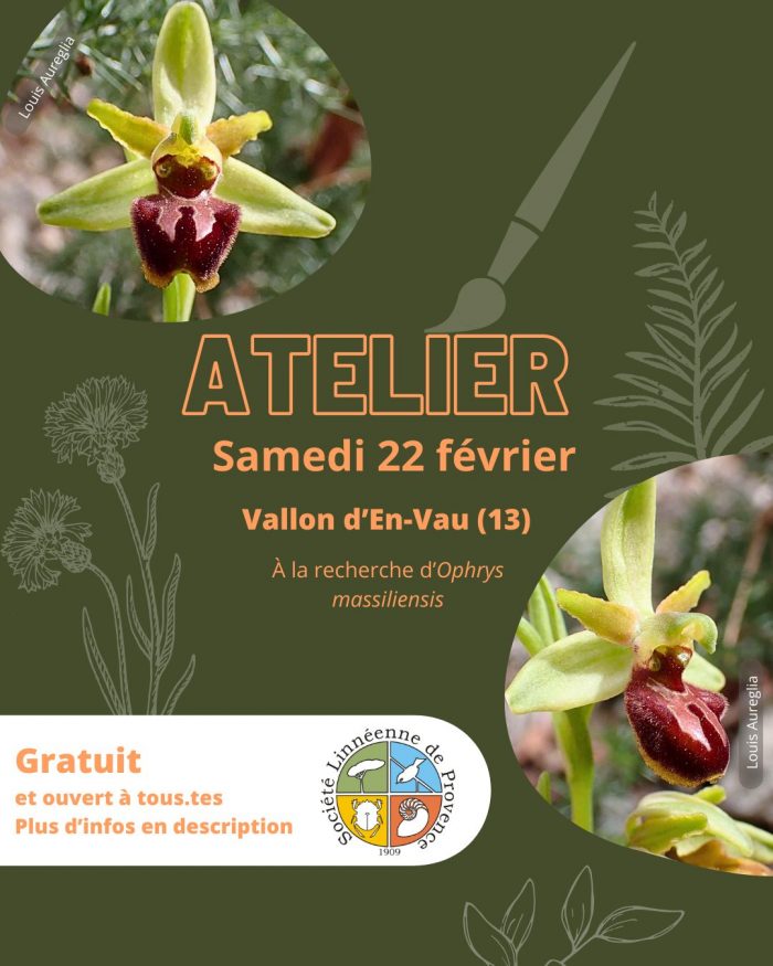 Atelier Ophrys Massiliensis En vau