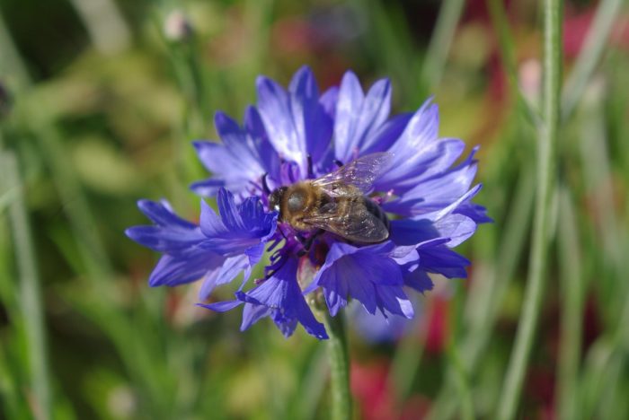 Centaurea cyanus, par Gisèle ARLIGUIE, CC BY SA Tela Botanica