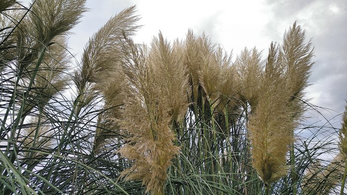 Cortaderia selloana (Schult. & Schult.f.) Asch. & Graebn. par Florent Beck CC BY-SA 2.0 Tela Botanica