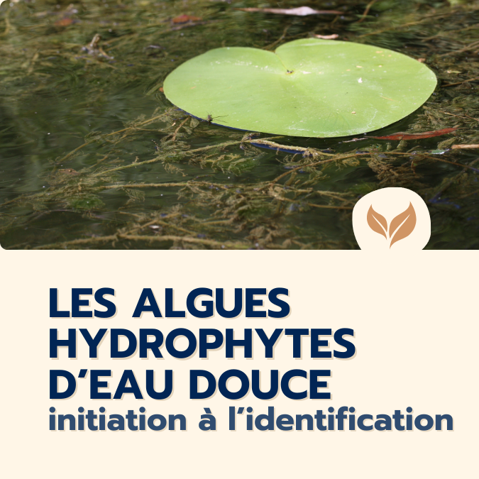 Formation-naturalistes-2025-Algues-Hydrophytes-eau-douce-identification-organisme-formation-ecologistes-euziere