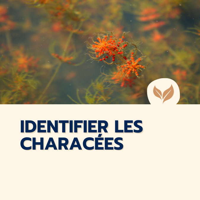 Formation-naturalistes-2025-Identifier-Characees-organisme-formation-ecologistes-euziere