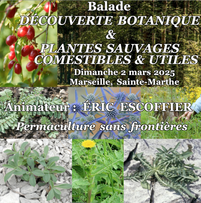 Balade botanique et plantes sauvages comestibles et utiles - Sainte-Marthe, Marseille - 2 mars 2025