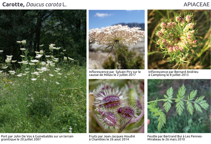 La carotte,<i> Daucus carota</i> L