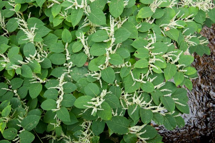 Reynoutria japonica Houtt. par Jean-Jacques Houdré