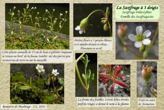 Saxxifrage-a-3-doigts-scaled