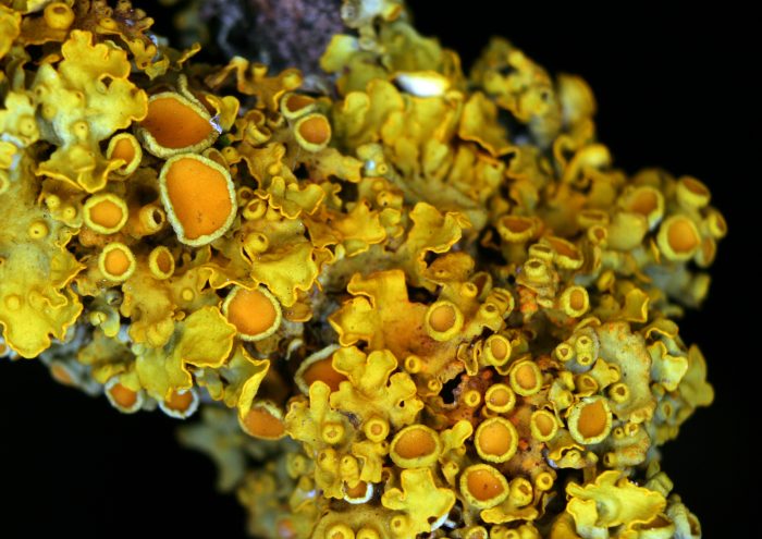 Xanthoria-parietina_apothécie