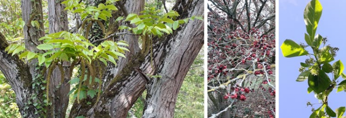 Pterocarya frax, Parrotia persica et Nyssa Sylvatica Pterocarya Fraxinifolia, Parrotia persica et Nyssa sylvatica plantées en ville. Serge Muller, Fourni par l'auteur