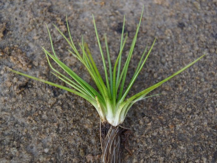 Isoetes echinospora