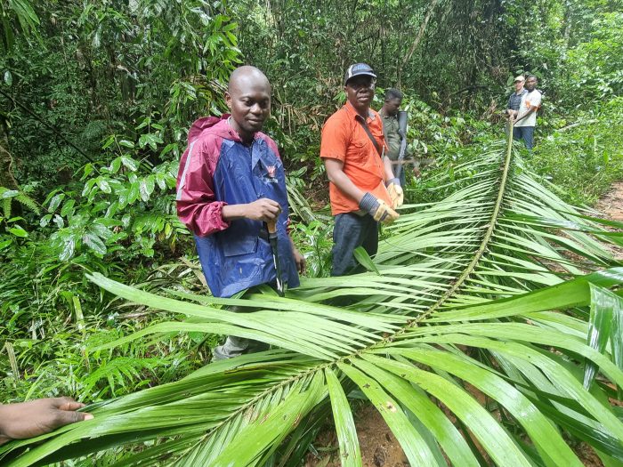 recolte feuille raphia Benin photo DRoguet