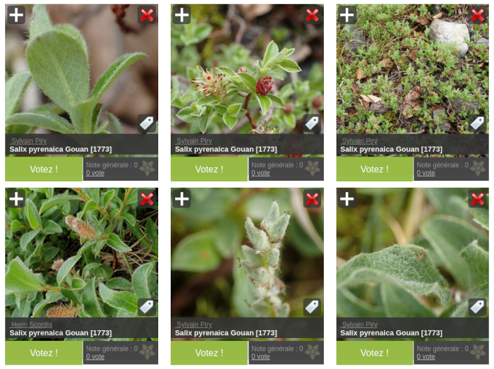 Aperçu des photographies de  salix pyrenaica