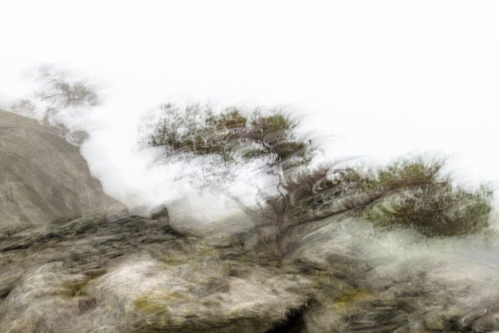 Mazet_J_Pour faire le portrait d'un arbre